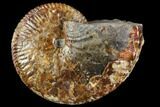 Hoploscaphites Ammonite - South Dakota #110577-1